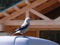 Clark's Nutcracker bird